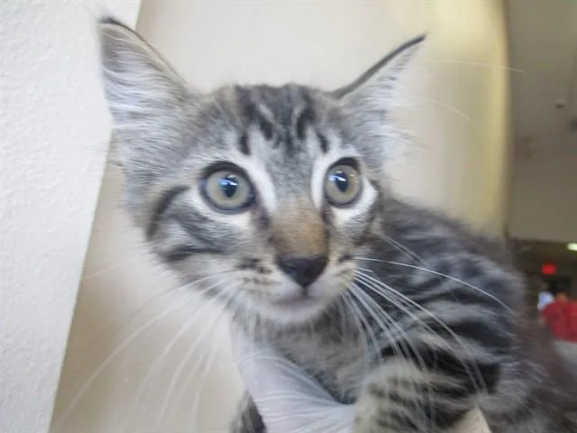A baby small-sized female Domestic Short Hair cat named Rose for adoption in Ocala, FL
