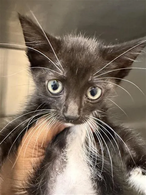 A baby small-sized female Domestic Short Hair cat named Kamie for adoption in Houston, TX