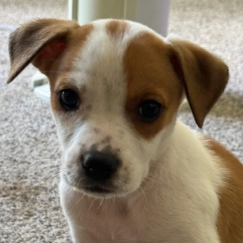 A baby medium-sized male Mixed Breed dog named Superior for adoption in Fenton, MI