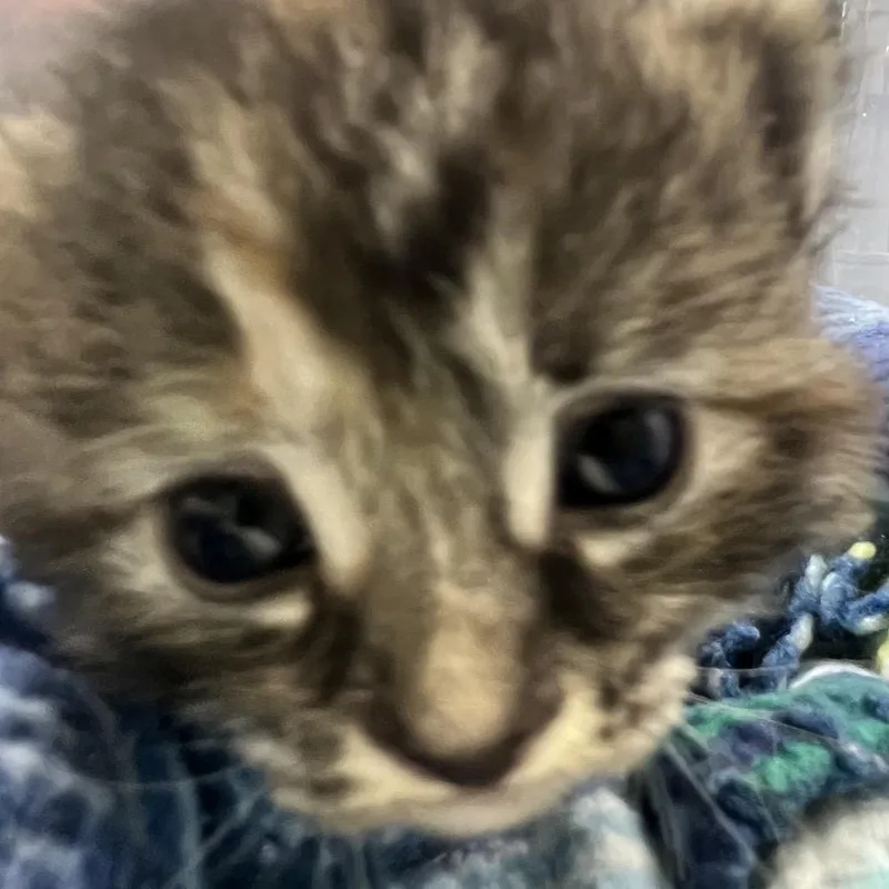 A baby small-sized female Calico Domestic Medium Hair cat named Callie for adoption in Chattanooga, TN