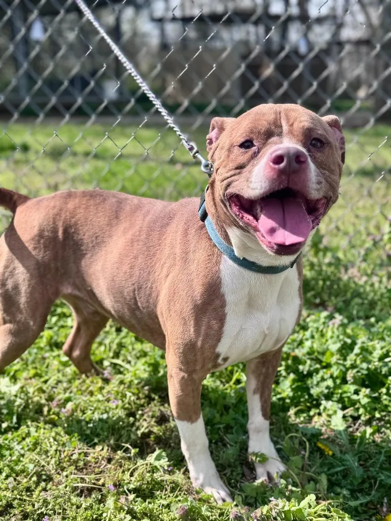 An adult medium-sized male Pit Bull Terrier dog named Bowdi for adoption in Russellville, KY