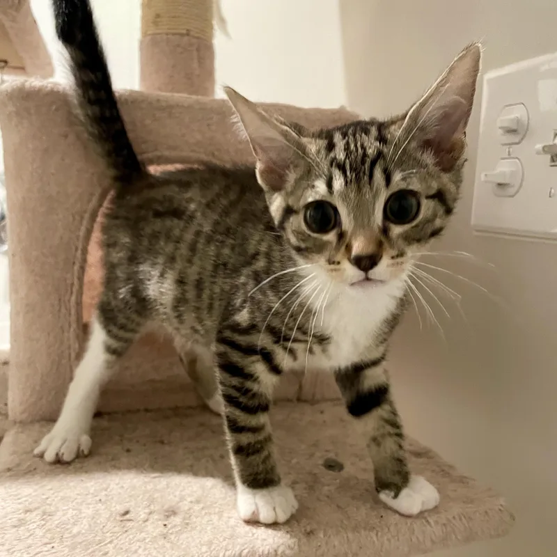 A baby medium-sized male Tabby (Buff / Tan / Fawn) Domestic Short Hair cat named Hightail for adoption in Richmond, VA