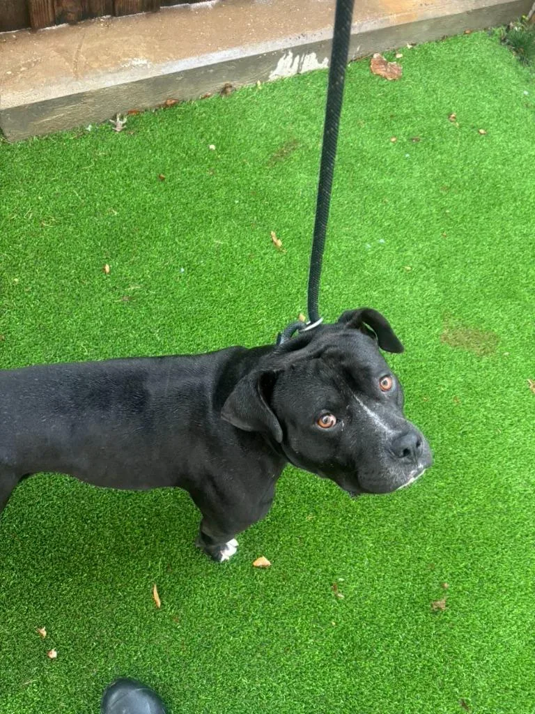 A young medium-sized male Pit Bull Terrier dog named Clyde for adoption in Highland Village, TX