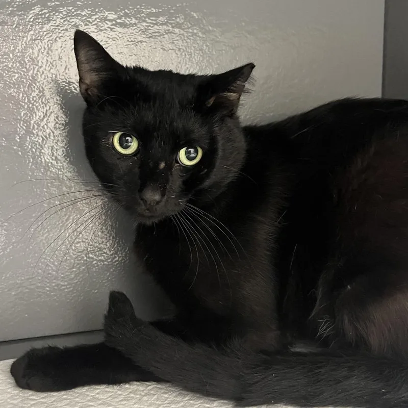 An adult medium-sized male Black Domestic Short Hair cat named Phoenix for adoption in Overland Park, KS