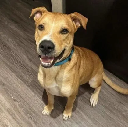 An adult medium-sized male White / Cream Mixed Breed dog named Butter for adoption in Houston, TX