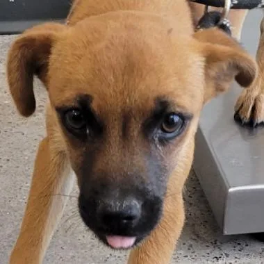 A baby small-sized female Brown / Chocolate Mixed Breed dog named Kanga for adoption in Las Cruces, NM