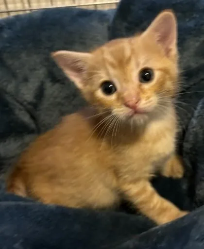 A baby small-sized male Domestic Short Hair cat named Orion for adoption in West Memphis, AR