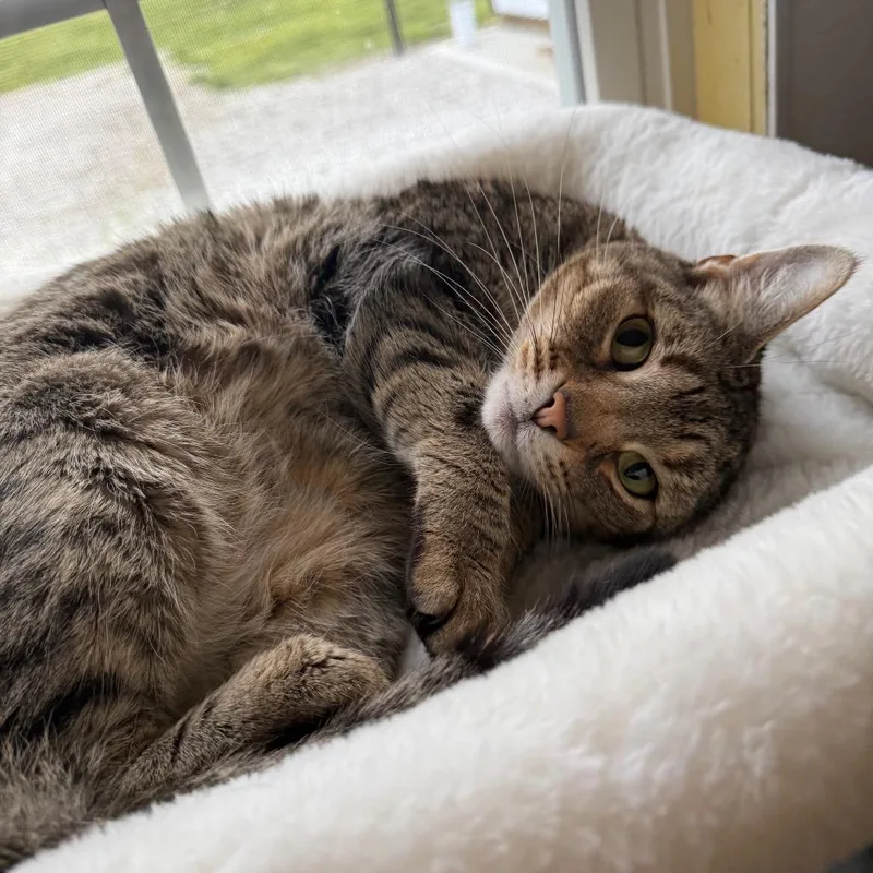 An adult medium-sized female Calico American Shorthair cat named Laffy Taffy for adoption in Spring Hill, KS