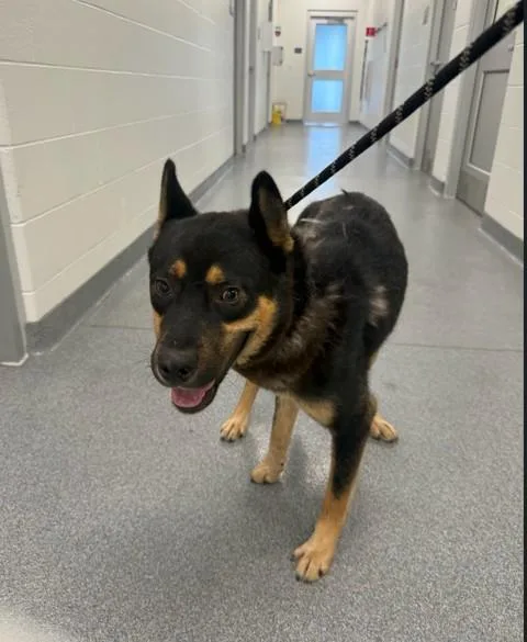 A young large-sized male German Shepherd Dog dog named Rotto for adoption in Toledo, OH