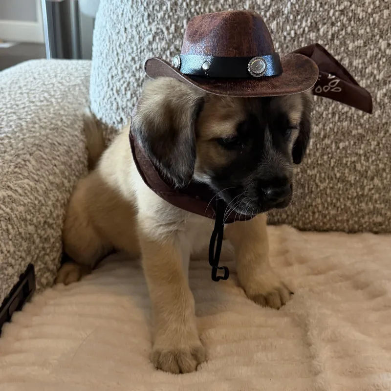 Texas Ranger thumbnail 2