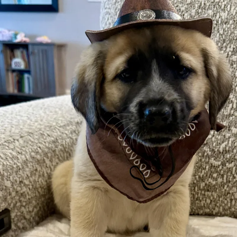 Texas Ranger thumbnail 4