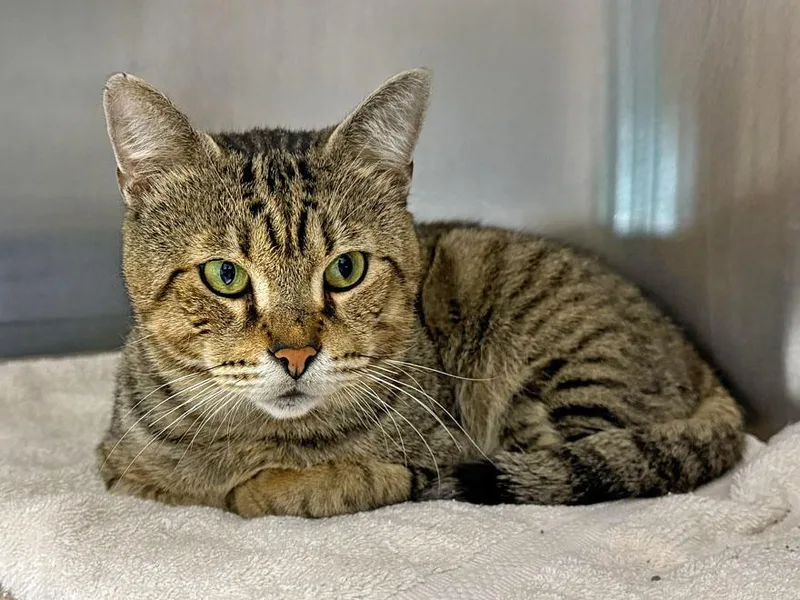 An adult medium-sized male Tabby (Brown / Chocolate) Domestic Short Hair cat named Marley for adoption in East Falmouth, MA