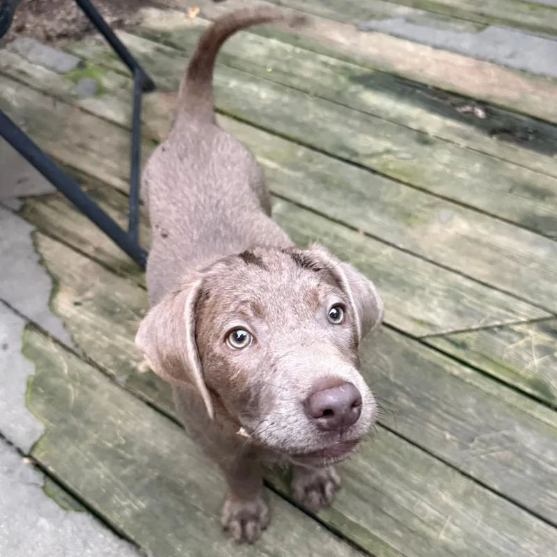 A baby medium-sized female Labrador Retriever dog named Pupcake for adoption in Cincinnati, OH