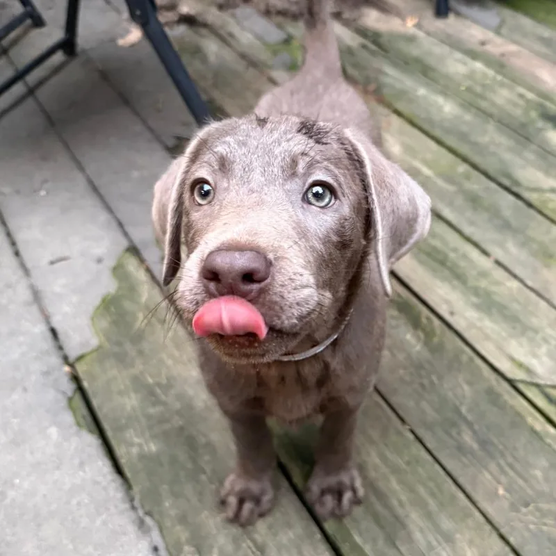 Pupcake thumbnail 2