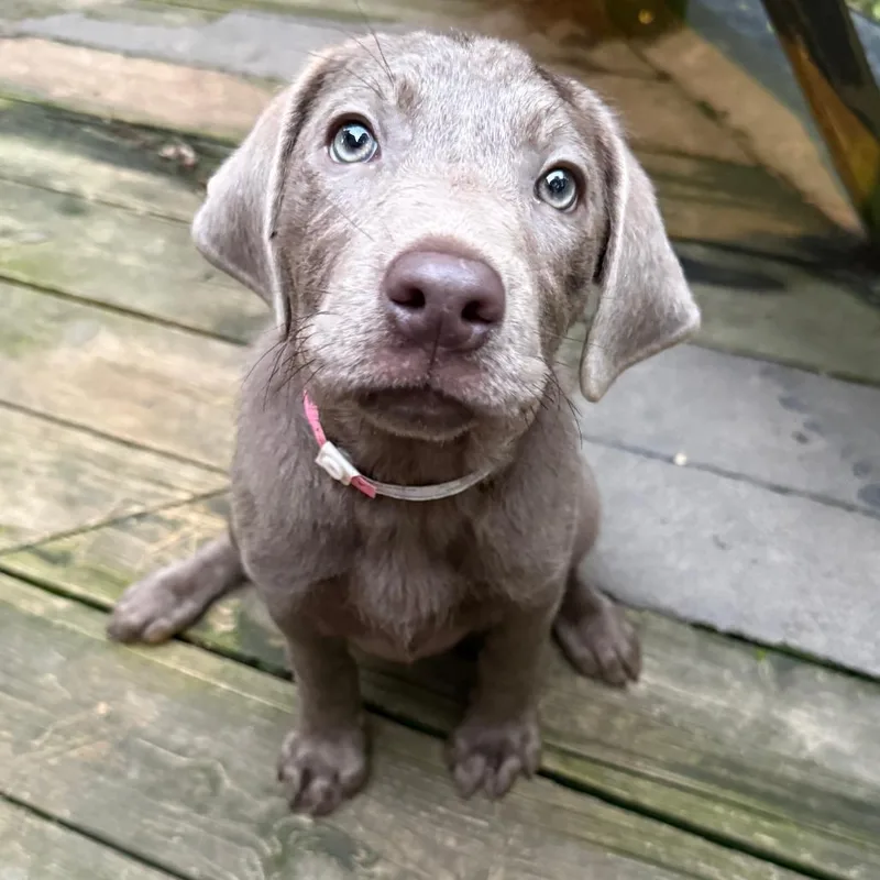 Pupcake thumbnail 3