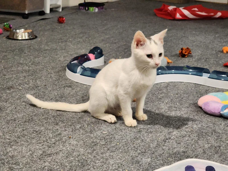 A baby medium-sized female Gray & White Domestic Short Hair cat named Stud Muffin for adoption in Wheaton, IL
