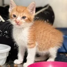 A baby small-sized male Domestic Short Hair cat named E.t. for adoption in Cumming, GA
