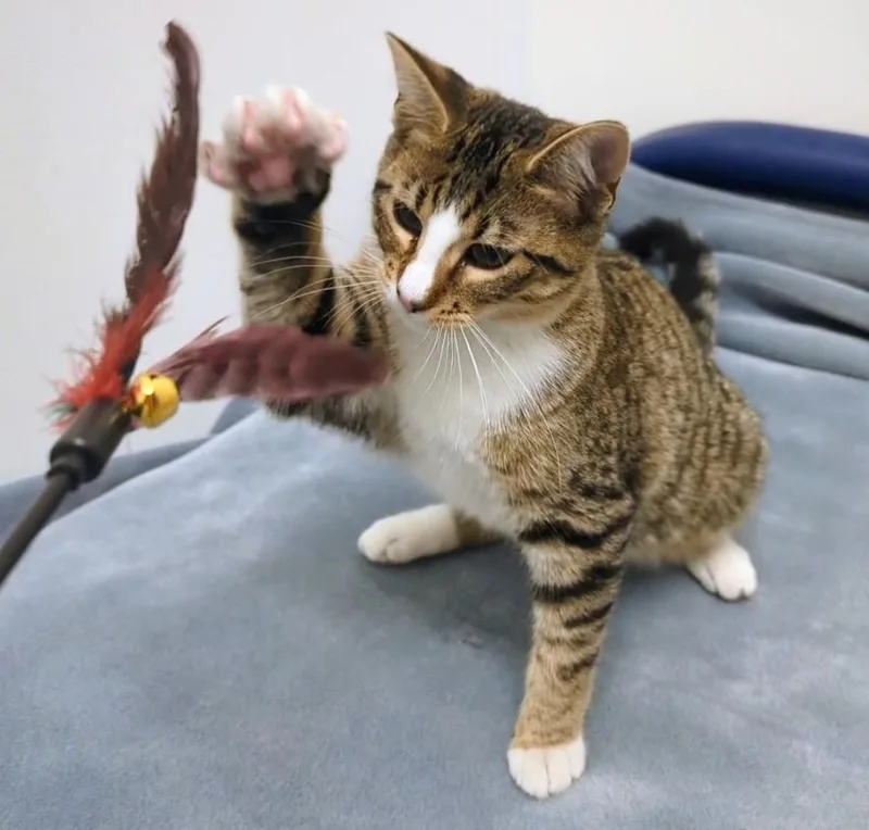 A baby large-sized male Tabby (Buff / Tan / Fawn) Domestic Short Hair cat named Pua for adoption in Springfield, IL