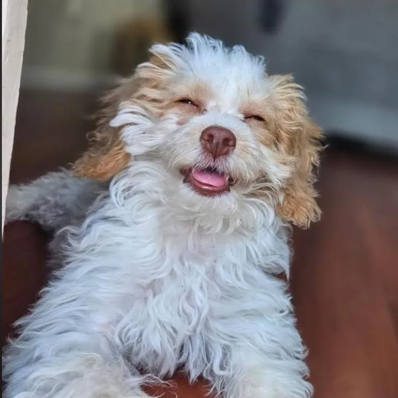 Irish Potato thumbnail 2