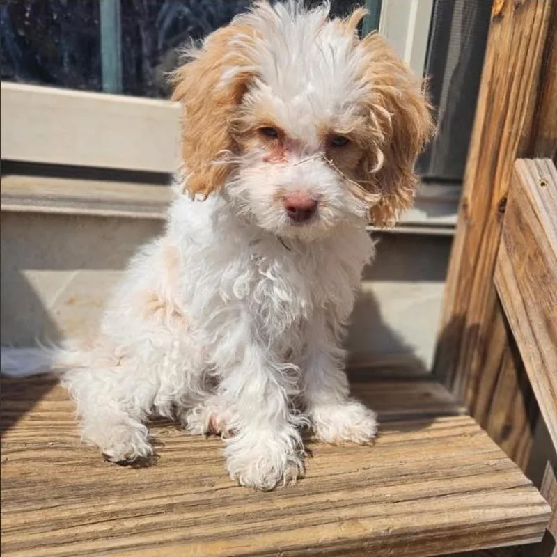 Irish Potato thumbnail 3