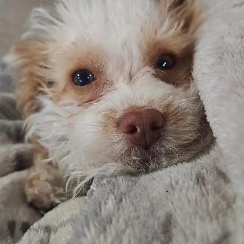 Irish Potato thumbnail 4