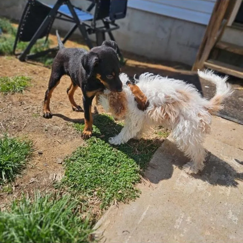 Irish Potato thumbnail 5