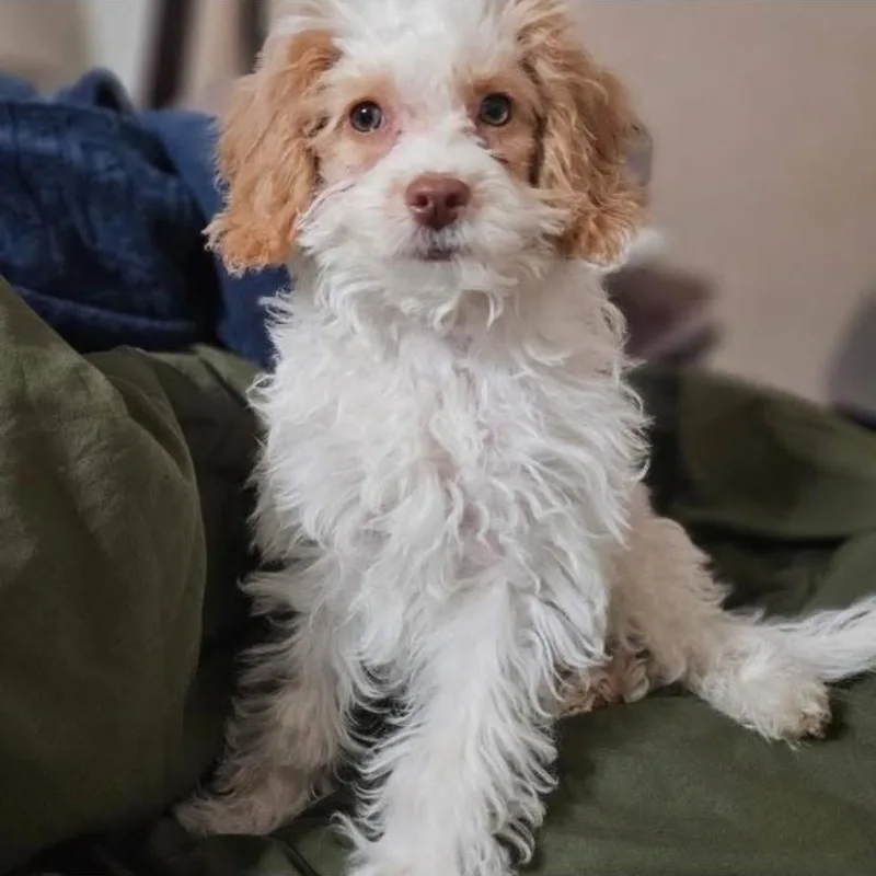 A baby small-sized female Miniature Poodle dog named Irish Potato for adoption in Philadelphia, PA