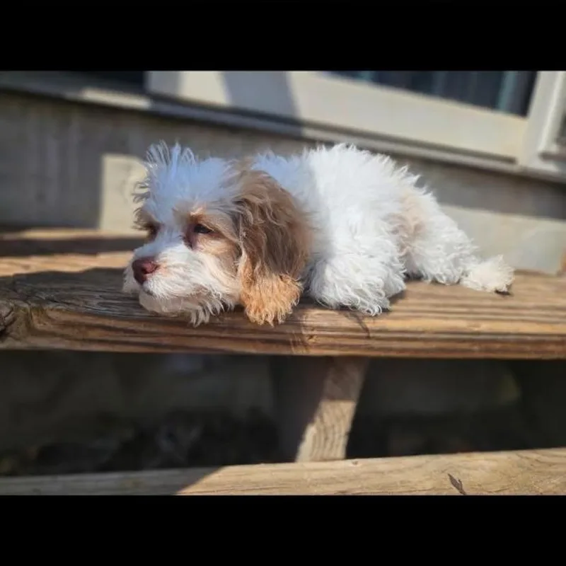 Irish Potato thumbnail 6