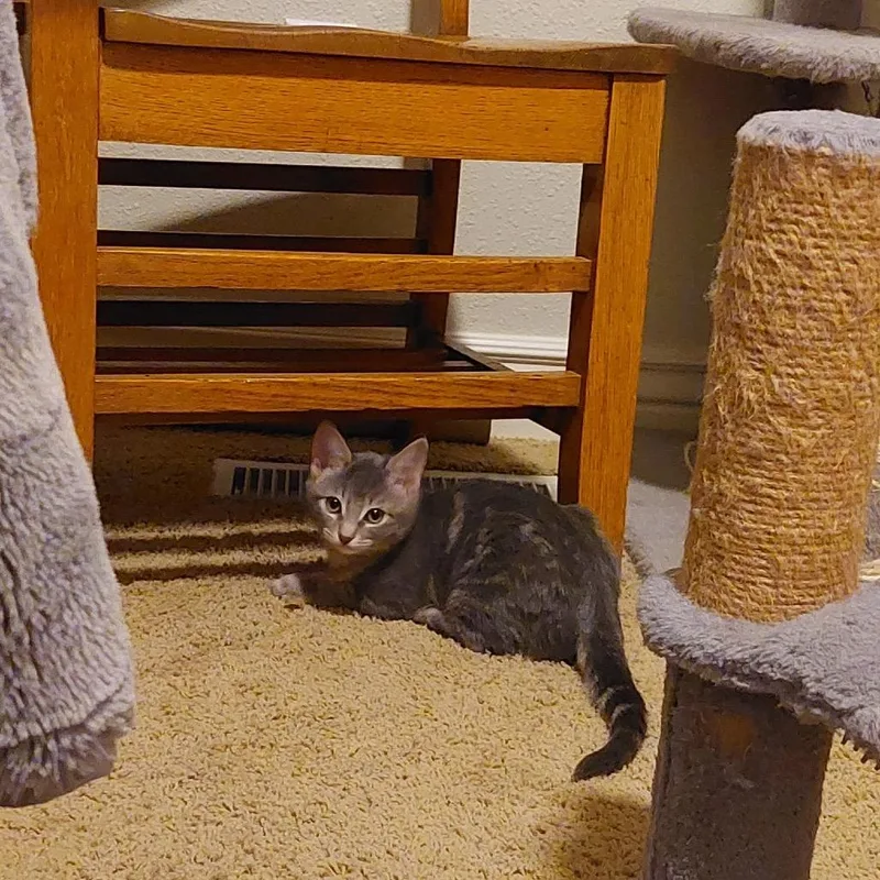 A baby small-sized female Gray / Blue / Silver Domestic Short Hair cat named Daisy for adoption in Nampa, ID