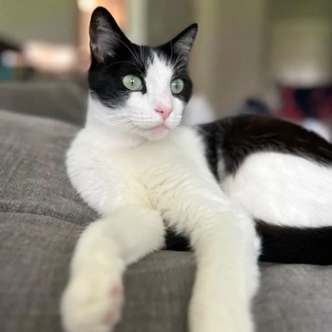 An adult large-sized female White Domestic Short Hair cat named Orea C for adoption in Princeton, MN