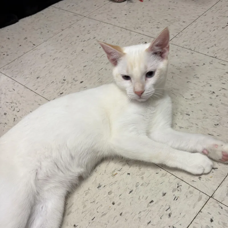 A young small-sized male Siamese cat named Cat and Trina. Bonded for adoption in North Arlington, NJ
