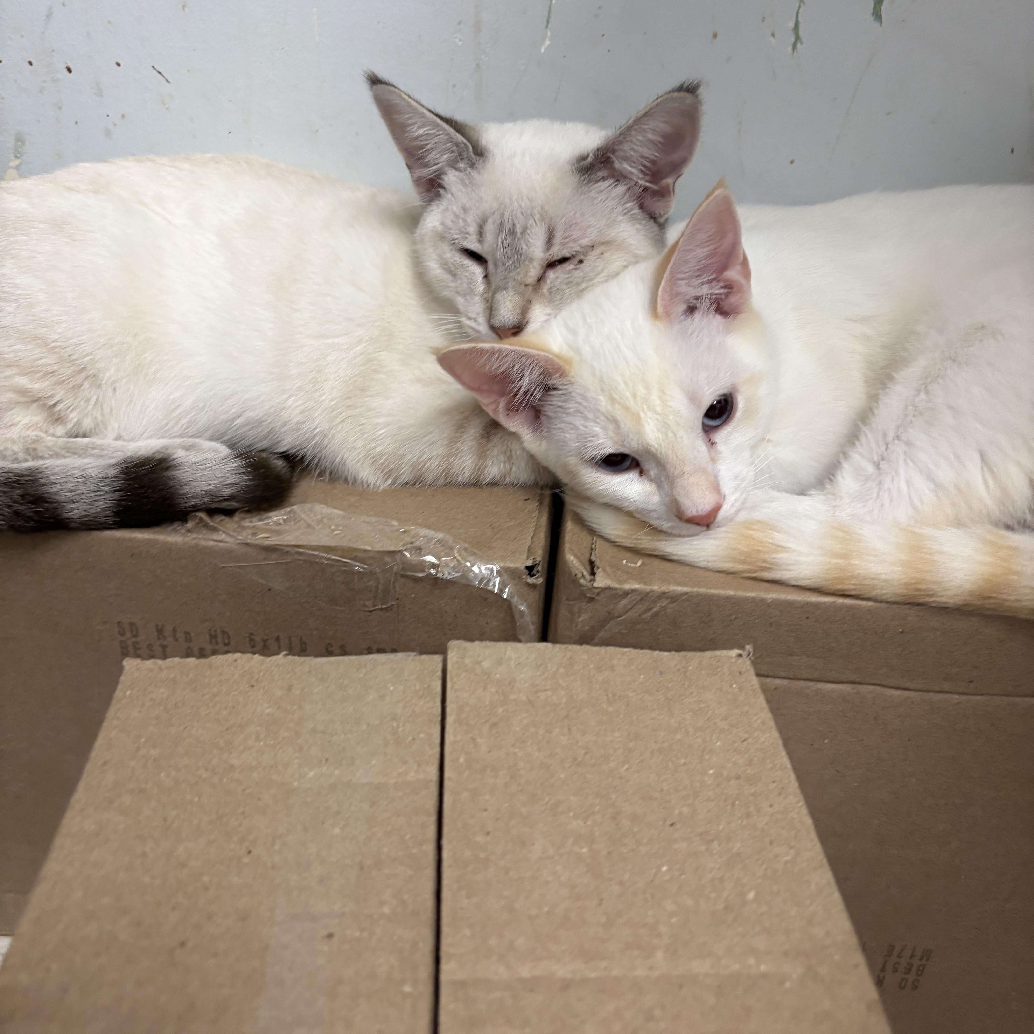 Cat and Trina. Bonded thumbnail 4