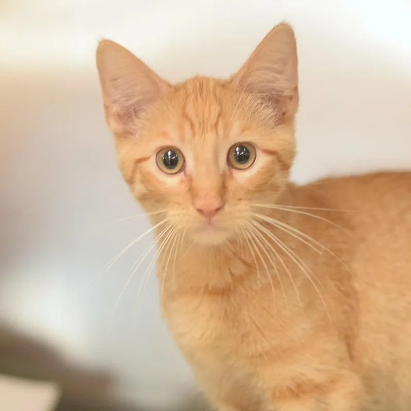 A baby small-sized male Orange / Red Domestic Short Hair cat named Sailor  Petsmart Belleville for adoption in Belleville, IL