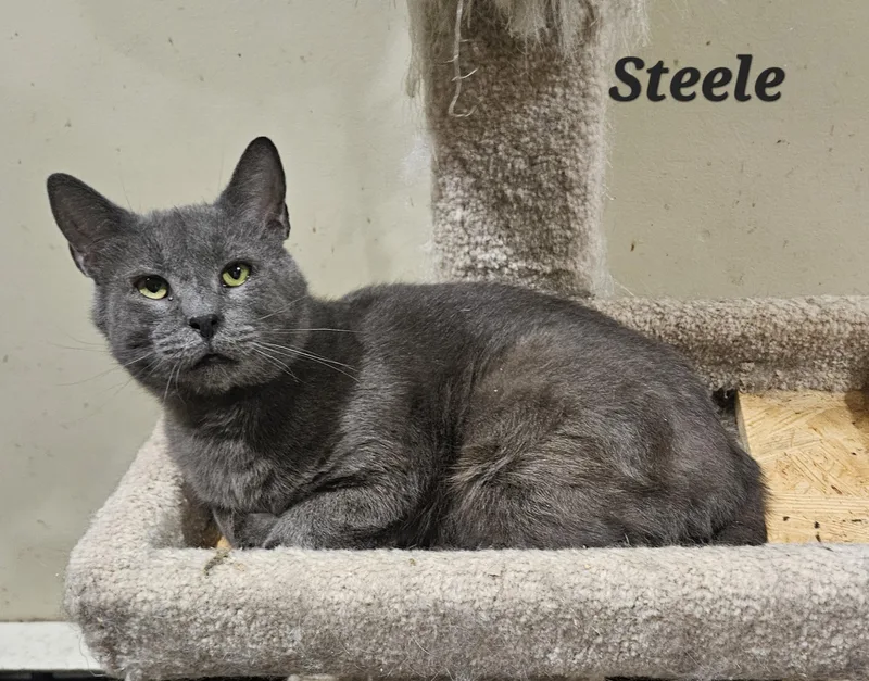 Steele thumbnail 2