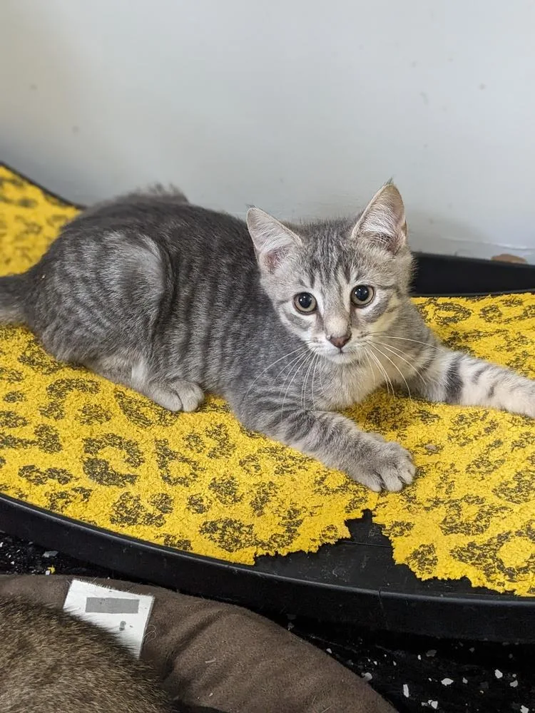 A baby small-sized male Gray / Blue / Silver Domestic Short Hair cat named Flash for adoption in Lewisburg, TN
