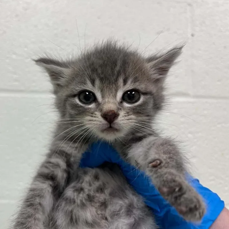 A baby small-sized female Gray / Blue / Silver Domestic Short Hair cat named Cherry for adoption in Lyndhurst, VA
