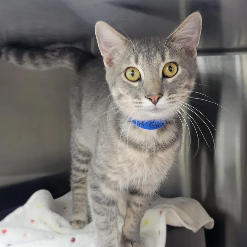 A young medium-sized male Domestic Short Hair cat named Earl Grey for adoption in Albuquerque, NM