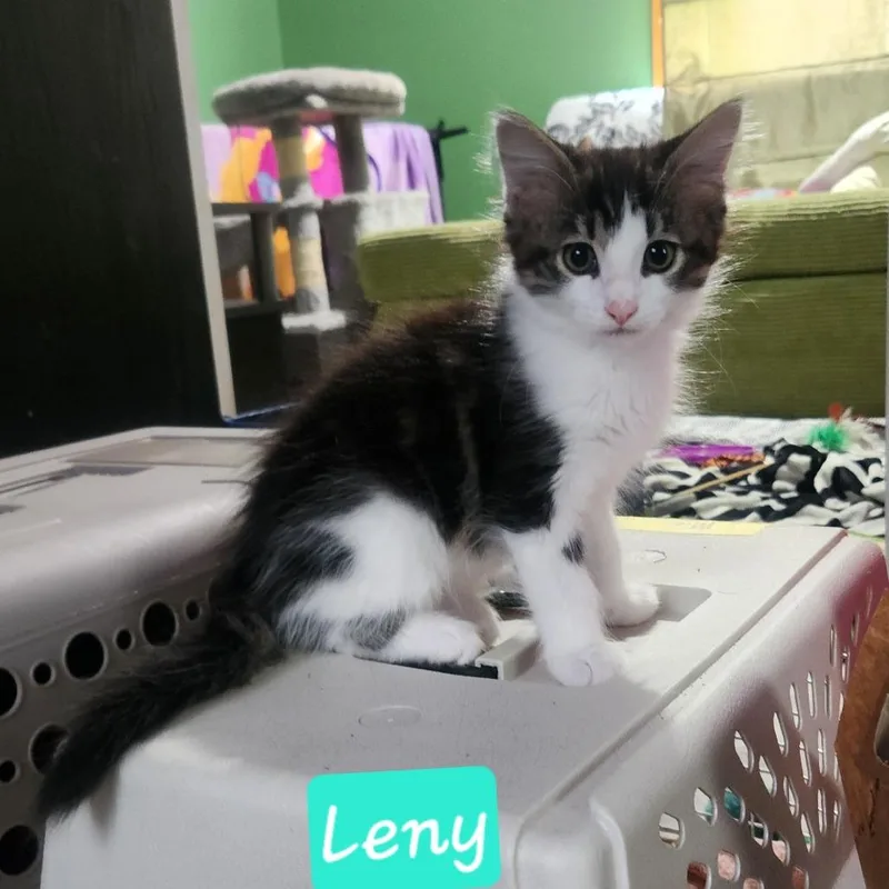 A baby small-sized male Brown / Chocolate Domestic Short Hair cat named Lenny C for adoption in Minnetonka, MN