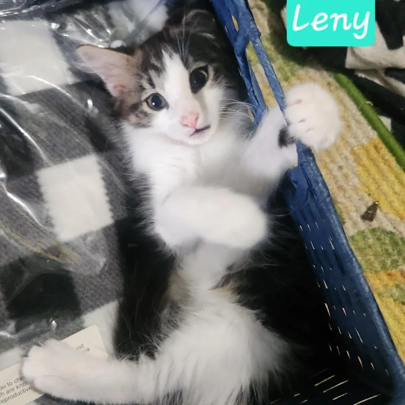 Lenny C thumbnail 2