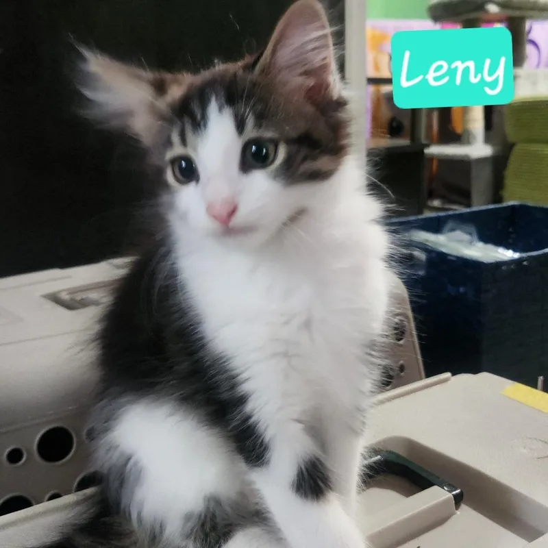 Lenny C thumbnail 4