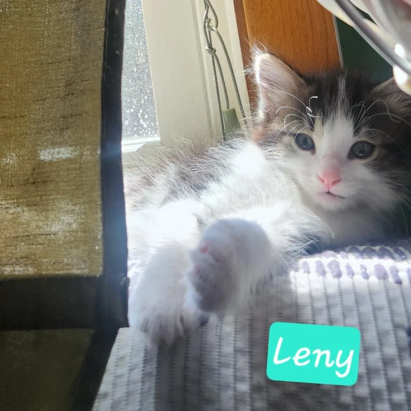 Lenny C thumbnail 6