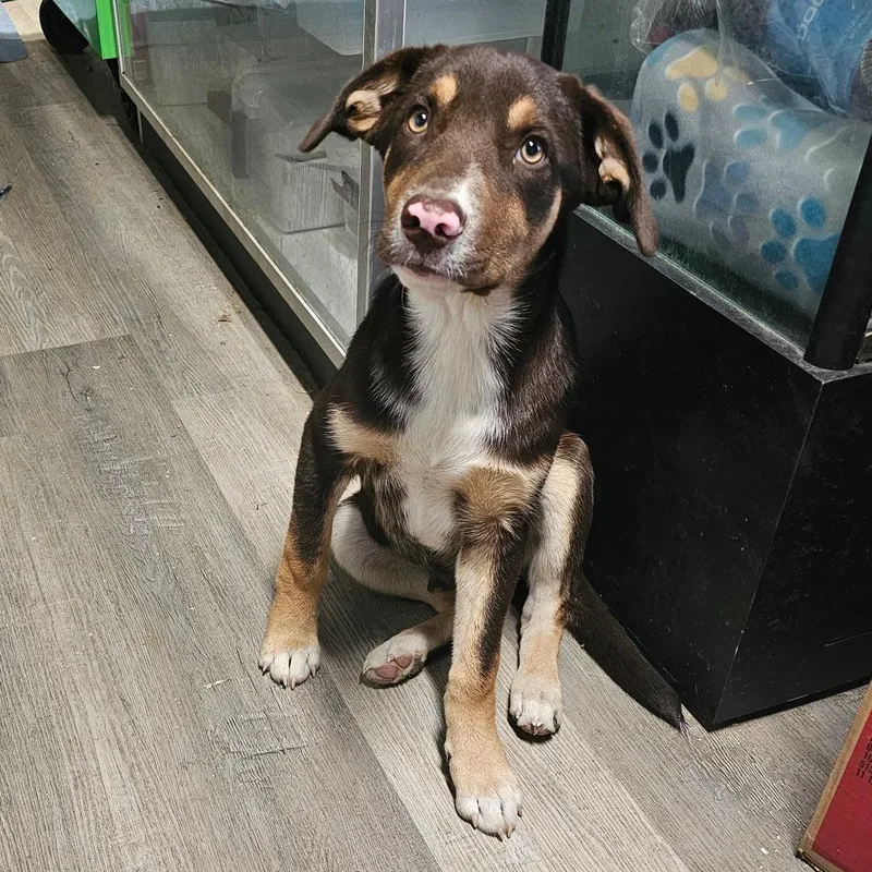 A young large-sized male Brown / Chocolate Mixed Breed dog named Mazda for adoption in mount vernon, AR