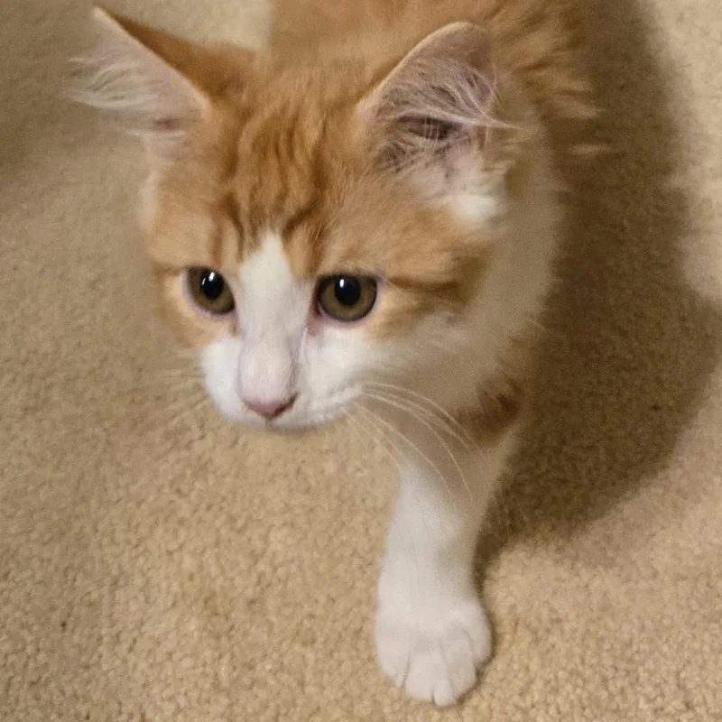 A baby small-sized female Orange / Red Domestic Long Hair cat named Bonnie for adoption in Roswell, GA