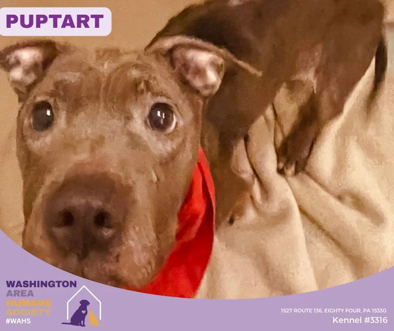 A young medium-sized female Gray / Blue / Silver Pit Bull Terrier dog named Puptart for adoption in Eighty Four, PA