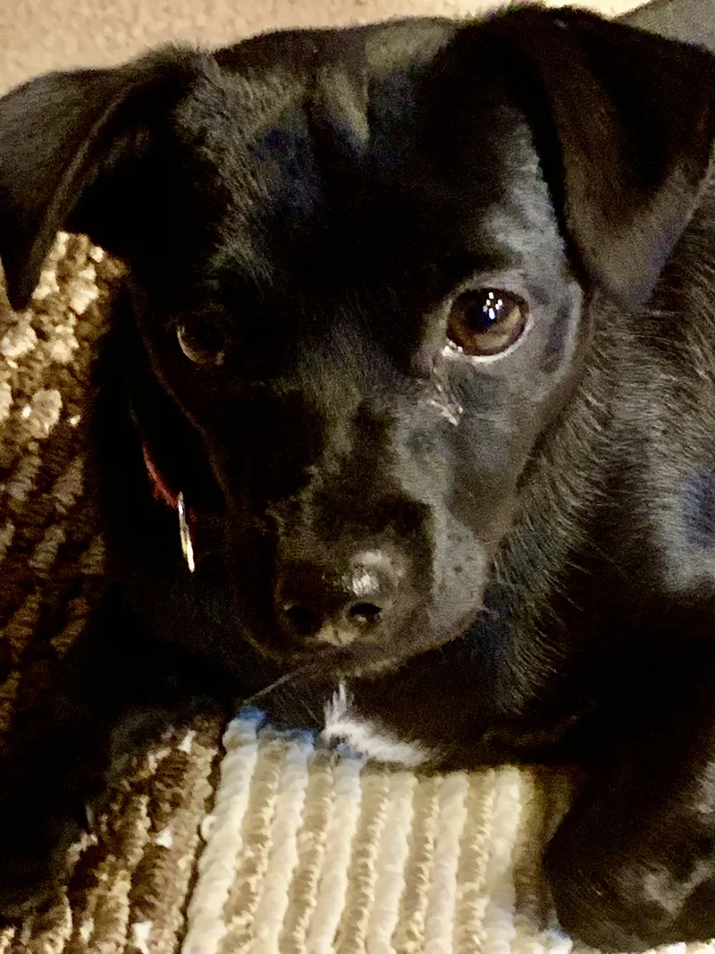 Daphne