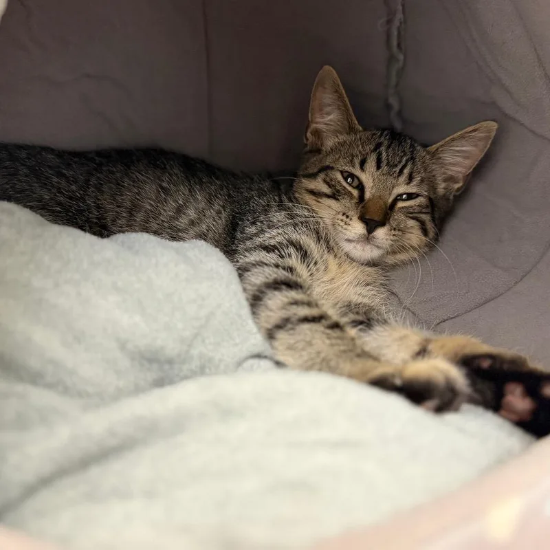 A baby small-sized male Brown / Chocolate Domestic Short Hair cat named Andrew for adoption in Sarasota, FL