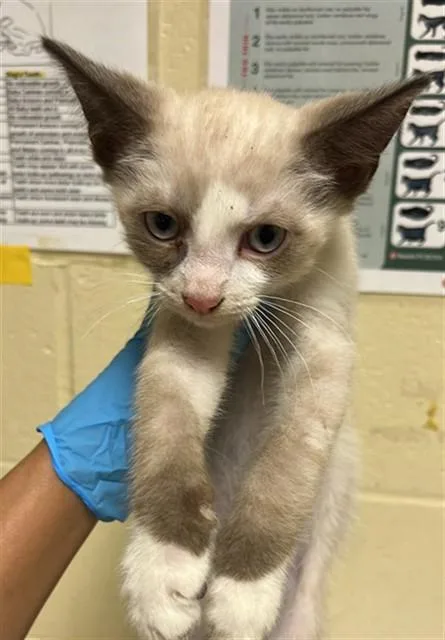 A baby small-sized male Domestic Short Hair cat named Ringo for adoption in Sacramento, CA
