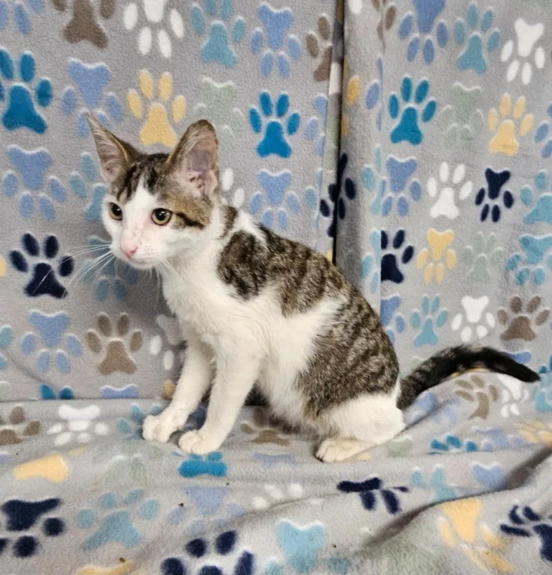 A baby small-sized male Domestic Short Hair cat named Miner for adoption in Wabash, IN