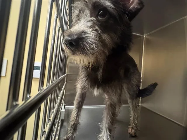 A young small-sized female Schnauzer dog named Zephyr for adoption in Tustin, CA