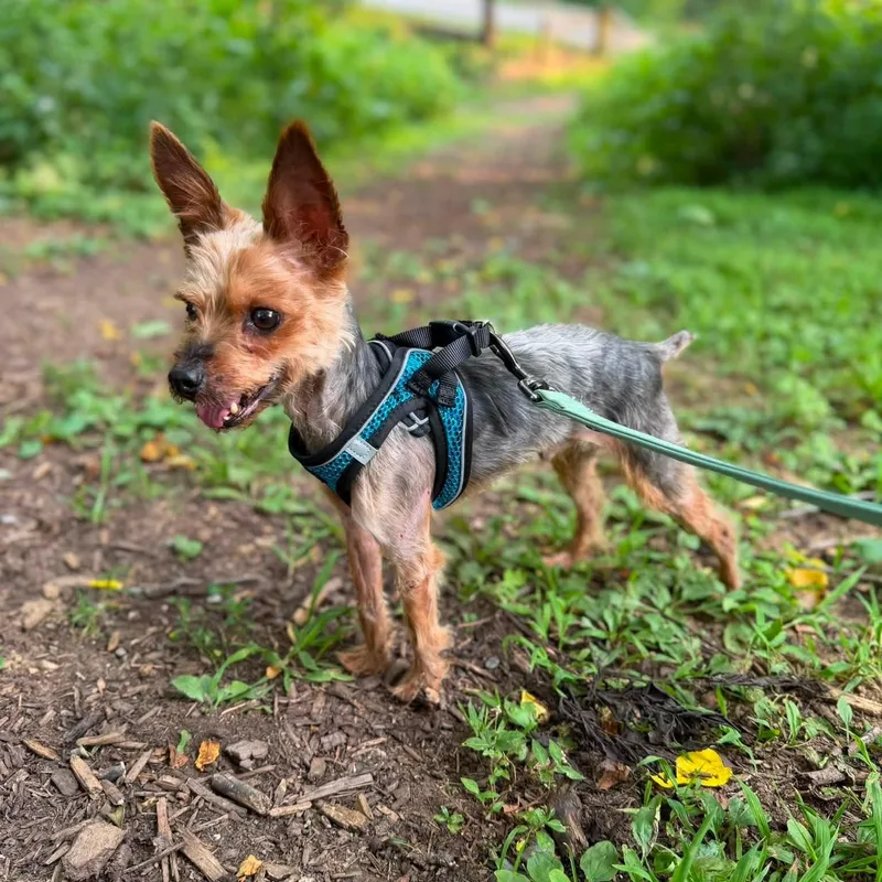An adult small-sized male Yellow / Tan / Blond / Fawn Yorkshire Terrier dog named Odie for adoption in Phoenixville, PA
